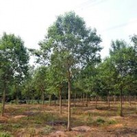 低價出售大葉女貞