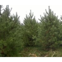出售樟子松云杉油松紅松落葉松黑松紅豆杉柳樹楊樹規(guī)格10-450公分
