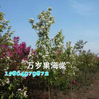 萬(wàn)歲果海棠你知道嗎？