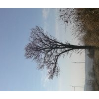 雪松。銀杏。黑松各種規(guī)格