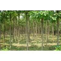 河南淮陽心怡楸樹苗木基地
