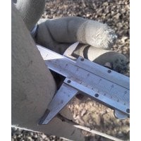 楊樹供應(yīng) 大田定植，桿植光滑，無害