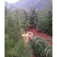 白皮松常年出售1—5米各種等級