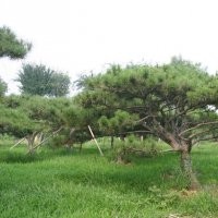 供應(yīng)泰山景觀松，園林綠化觀賞苗木