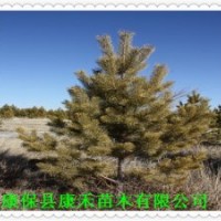 批發(fā)春季綠化用 四年生杯栽樟子松樹苗 株高90-130公分