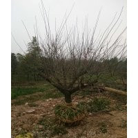 大量供應(yīng)各種規(guī)格烏桕,樸樹,紅梅