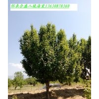 供應(yīng)18公分八棱海棠樹