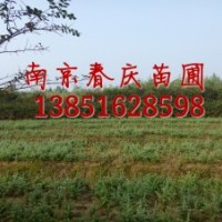 雪松價格 南京雪松價格