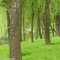 速生柳樹（3公分-18公分）