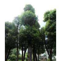 供應(yīng)48公分-49公分-51公分香樟樹(shù)，5棵起挖