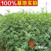 花椒苗|基地常年出售各品種花椒苗