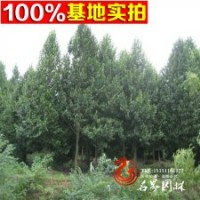 含笑基地提供特價【樂昌含笑】