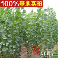 供應(yīng)苗木常年供應(yīng)喬木 雜交楊