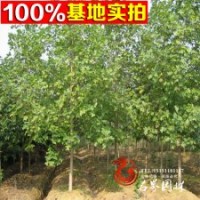 低價(jià)供應(yīng)鵝掌楸 雜交馬褂木