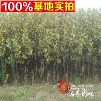 苗木草花類植物