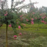 紫薇、紫荊、紅葉石楠、紅王子錦帶、火棘、海棠、海桐