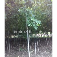 出售：北美楓香