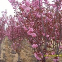 紅葉櫻花、櫻花、美國紅葉櫻花、彩葉苗木、小苗、萊州