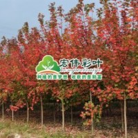 美國改良紅楓—秋火焰