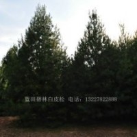 精品6米白皮松一級(jí)貨6米二級(jí)白皮松6米