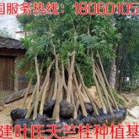 浙江天竺桂 供應浙江天竺桂 浙江天竺桂供應 浙江天竺桂價格