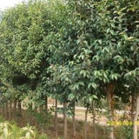 石家莊藁城區(qū)佳霖苗圃場供應(yīng)大葉女貞