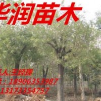 【沈陽國槐】【8-12公分國槐】【國槐的價格喬灌木】18906353987-