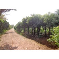 10公分全冠香樟樹，12公分野生香樟樹，湖南香樟基地