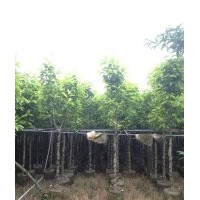 廣東白玉蘭-云南白玉蘭-四川白玉蘭-貴州白玉蘭-廣西白玉蘭-福建