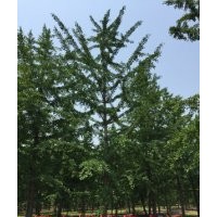 買銀杏樹到哪里？--百度推薦鑫苑銀杏苗圃