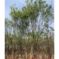 五角楓專業(yè)戶批發(fā)銷售基地