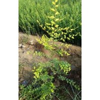 營養(yǎng)杯金葉榆