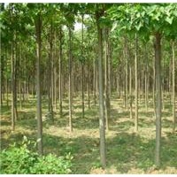 周口楸樹出售基地，出售15公分楸樹