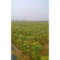 長(zhǎng)期供應(yīng)美國(guó)紅楓（秋火焰）