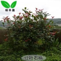 湖南苗圃直銷(xiāo)紅葉石楠行道樹(shù)工程樹(shù)