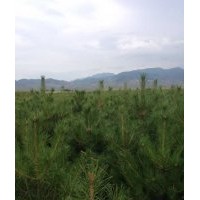 供應(yīng)大量油松