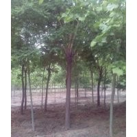 國(guó)槐。白蠟。法桐【貨源量大】各種規(guī)格