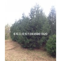 常年供應(yīng)：1--6米 白皮松 油松 雪松