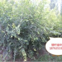 山東華冠金葉榆基地，金葉榆價格