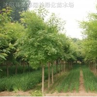 6-10公分五角楓 元寶楓 三角楓