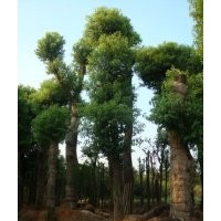 供應(yīng)42公分骨架香樟，45公分香樟樹(shù)，大型香樟基地