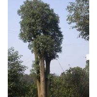 提供40公分多桿香樟樹，多頭香樟，原生香樟樹