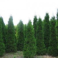 蜀儈基地 蜀儈苗圃 蜀儈合作社