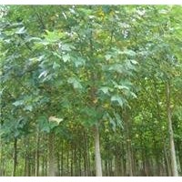 長期提供10公分12公分15公分馬褂木價格 馬褂木產地