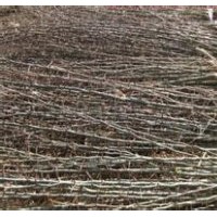 供應(yīng)優(yōu)質(zhì)2公分3公分5公分6公分皂角苗