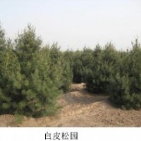 鈣果，國槐，白皮松