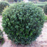 招遠(yuǎn)辛莊大葉黃楊基地最新價格