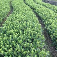 泉州毛杜鵑、莆田毛杜鵑、廈門(mén)毛杜鵑、南平毛杜鵑