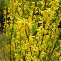 銷售：連翹，迎春、火棘，石楠，海桐