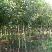 河北白蠟河北苗木綠化苗木白蠟報(bào)價(jià)白蠟價(jià)格白蠟規(guī)格國(guó)槐欒樹白蠟